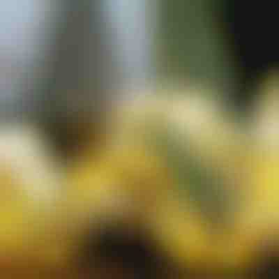 Светеща Коледна Панделка (500 см) | SHINESTRAP