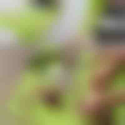 Дъска за Рязане с Отделящ се Контейнер 2 в 1| CHOPPINATA