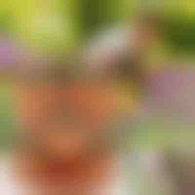 Саксии за цветя с регулируема височина (3 броя) | PLANTUP